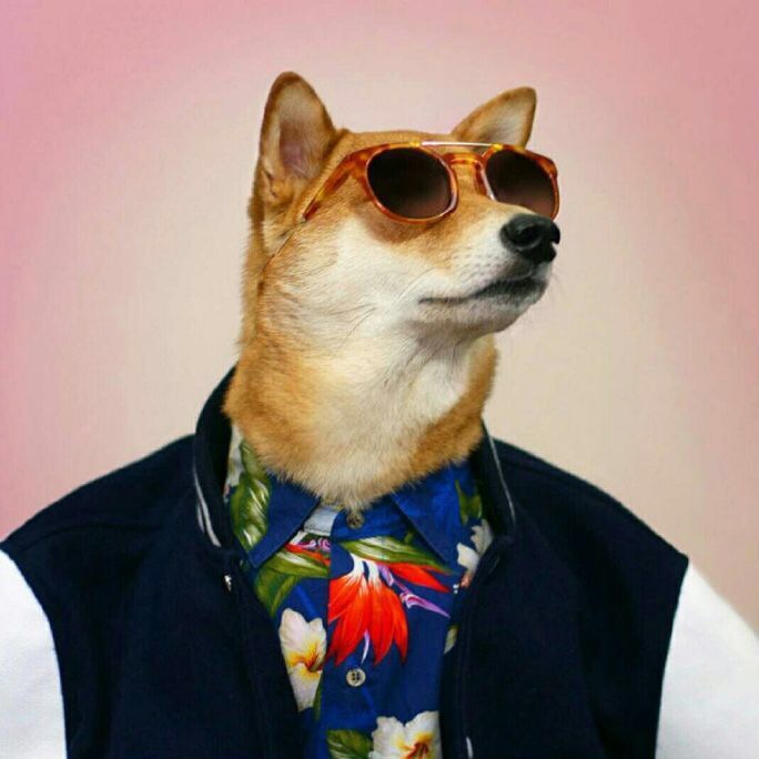 Natumsol 的柴犬头像